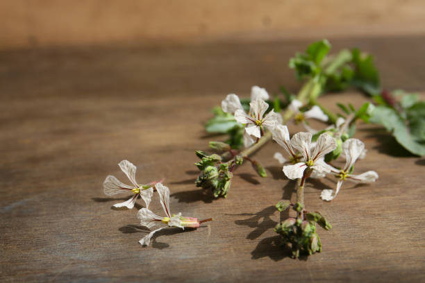 flowers of garden rocket plant on a wooden table