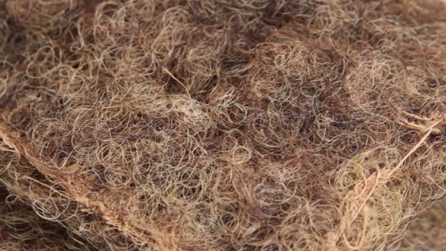 Antique filling upholstered furniture horse hair, treated with latex