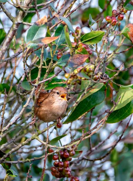 istock Eurasian wren, Troglodytes troglodytes singing in a bush. 2132486741