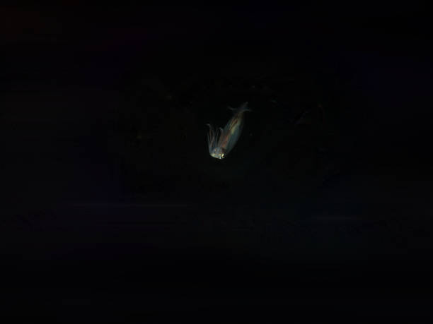 istock Squid in the water column on a black background. 2132493920