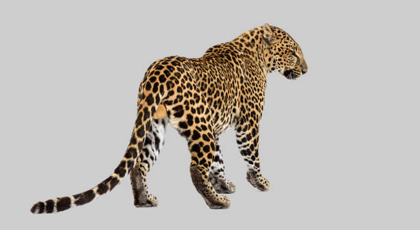 istock Back and side view of a spotted leopard standing and looking to the side, isolated 2132497545