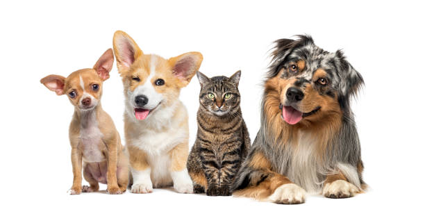 istock Friendly alert Pets together side by side in a row looking at the camera, isolated on white 2132498060