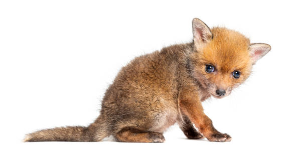 istock Rear view of a Sitting five weeks old Red fox cub, isolated on white 2132498592