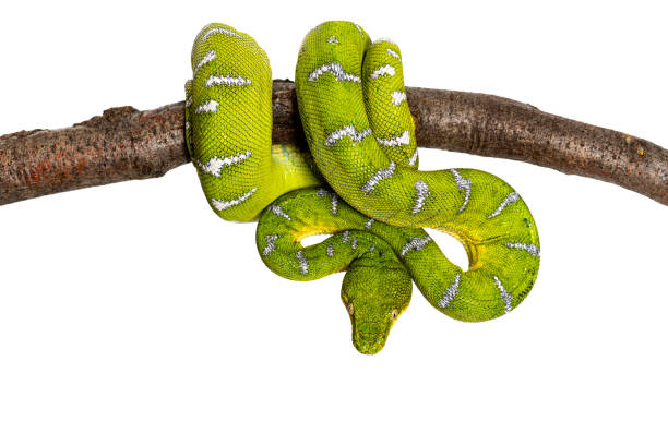 istock Adult Emerald tree boa wrapped around a branch, Corallus caninus, isolated on white 2132501749