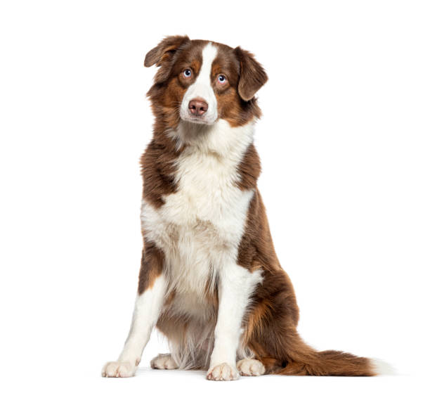 istock Sitting Australian Shepherd looking at the camera, isolated on white 2132504791