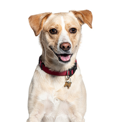 Smiling mixed-breed dog wearing a red collar with a tag, isolated on white