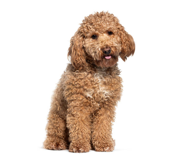 istock Cheerful  miniature poodle sits against a white background, looking at the camera 2132506417