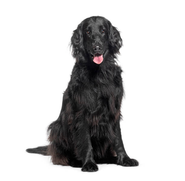Black flat-coated retriever sitting on white background