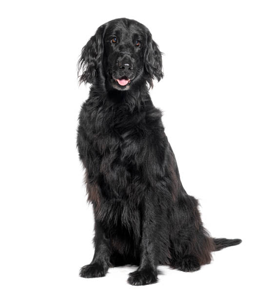 istock Friendly black dog sitting on black background 2132506432