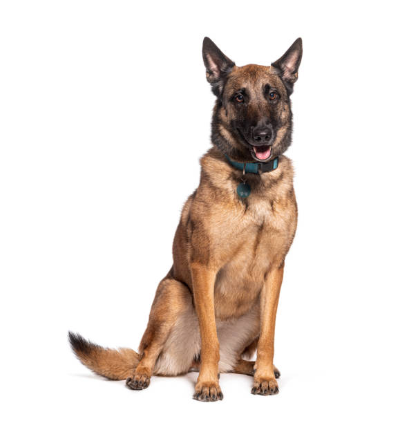 istock Well-trained belgian malinois dog sits attentively, isolated on white 2132507469