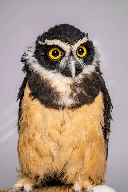 Owl Spectacled owl spectacled owls (pulsatrix perspicillata) stock pictures, royalty-free photos & images