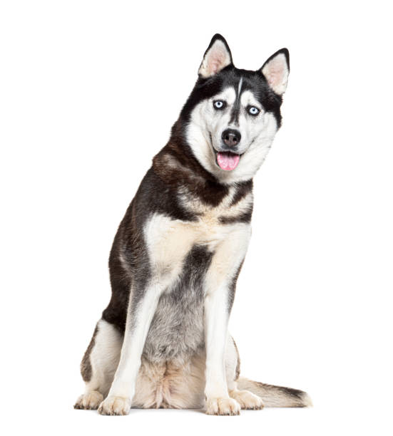 istock Siberian Husky sitting panting and looking at the camera, isolated on white 2132508512