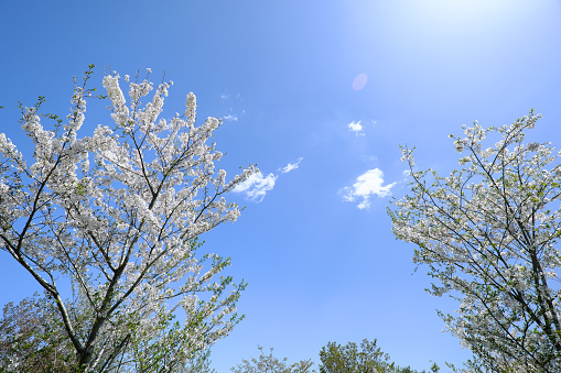 Photo of white apple tree flowers on tree branches. The background is blue sky. No people are seen in frame.