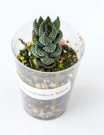 Haworthia reinwardtii plant succulent. Little flower on white background