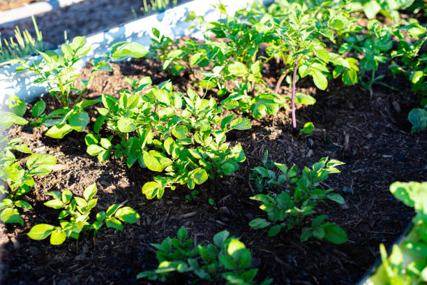 Top view potatoes plant growing on aluzinc steel corrugated metal raised garden beds with rich compost soil, early morning light at backyard garden in Dallas, Texas, organic homegrown potato. USA vista superior de la planta de papas que crece en las camas elevadas del jardín del metal corrugado del acero aluzinc con el suelo rico del compost, la luz de la mañana temprano en el jardín del patio trasero en dallas, texas, papa orgánica de cosecha