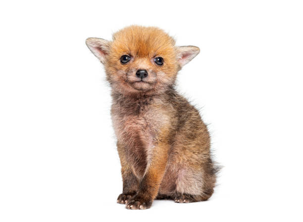 istock Sitting five weeks old Red fox cub looking at the camera, isolated on white 2132524626