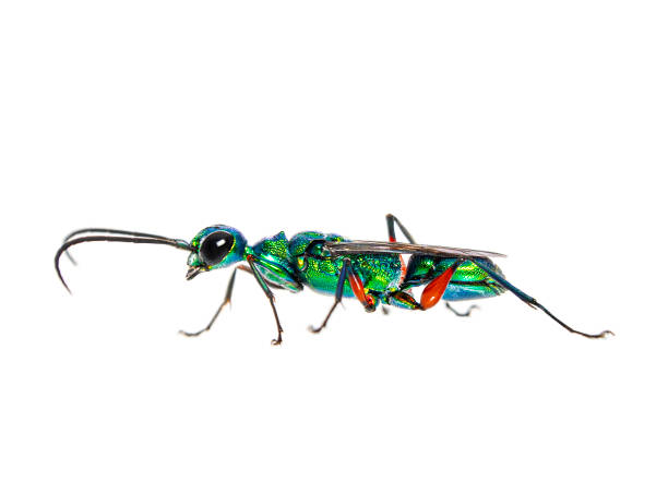 Side view of a Emerald cockroach wasp, Ampulex compressa, isolated on white