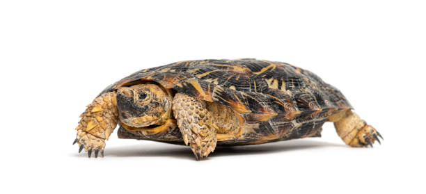 istock Flat-shelled pancake tortoise, Malacochersus tornieri, isolated on white 2132525157