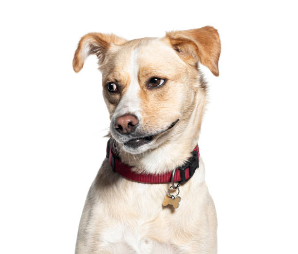 istock Mixed-breed dog with a red collar against a white background 2132526739