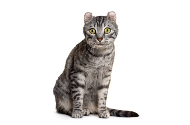 istock Focused gray tabby american curl cat sits elegantly, isolated on white background 2132527887
