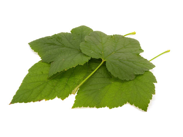 leaves of a black currant - macro film summer plants nature ストックフォトと画像