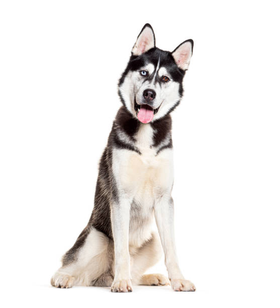 istock Siberian Husky sitting panting and looking at the camera, isolated on white 2132528846