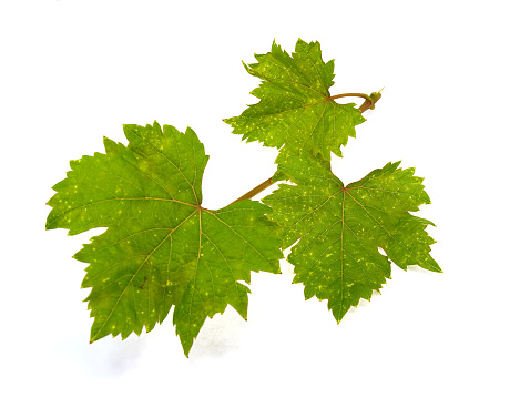 The isolated grapevine on a white background
