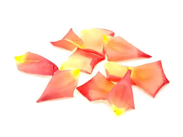 Rose-petals isolated on a white background