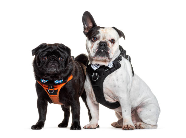 istock Two adorable dogs posing together on white background 2132535682