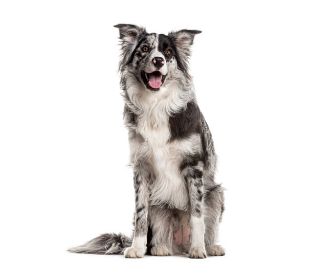Playful border collie on white background