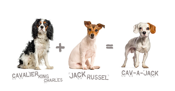 Illustration of a mix between two breeds of dog - Cavalier King Charles Spaniel and Jack Russell Terrier giving birth to a cav-a-jack