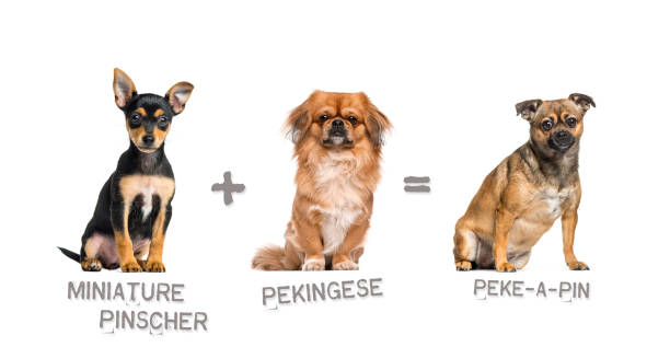 2種類の犬種のミックスのイラスト - ミニチュア・ピンシャーとペキニーズがペケ・ア・ピンを出産する様子