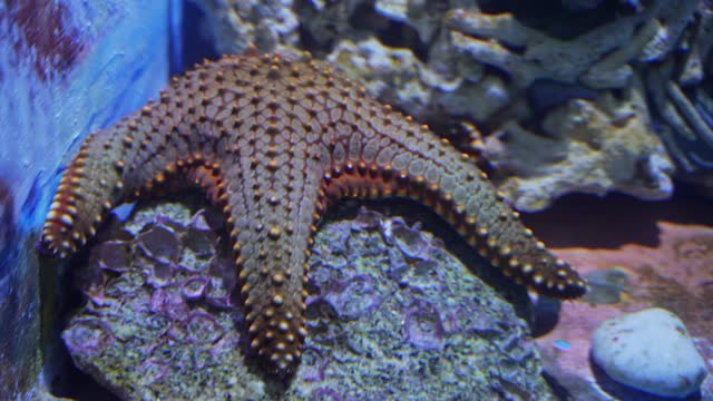 Starfish in the aquarium
