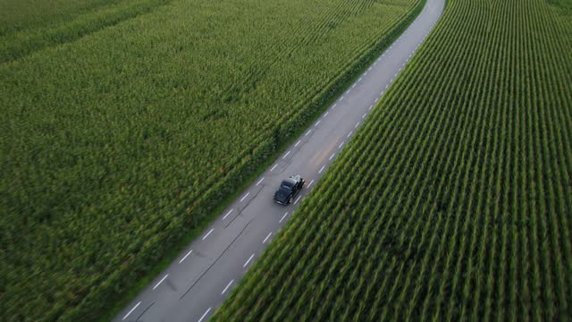 A black vintage car drives on a road that leads through a corn field.