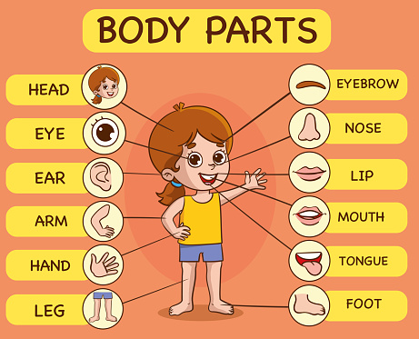 Vector Illustration of Human Body.Preschool education poster with young boy anatomy