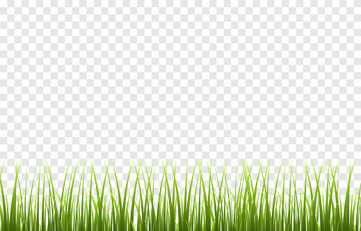 Vector young green grass. Grass on an isolated transparent background. Young grass, lawn. Grass borders. Vector.