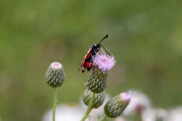A beautiful, elegant, bright butterfly with pattern (Zygaena sogdiana) sitting on a flower in summer, sunny day close-up