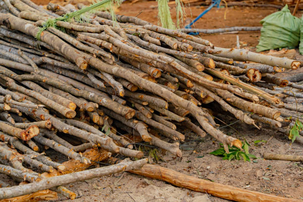 istock Removing the bark of a tree. 2132573953