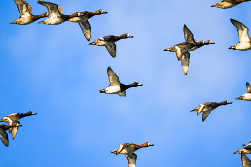 A flock of Greater Scaup flight