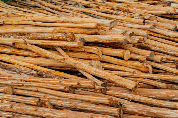 Woodworking of valuable wood species. Preparation of wood for sale in Vietnam.
