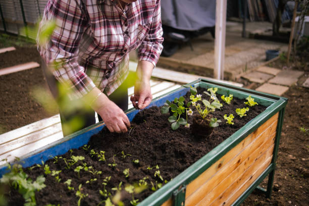 istock Active senior lady pursuing her favorite hobby - gardening 2132605695
