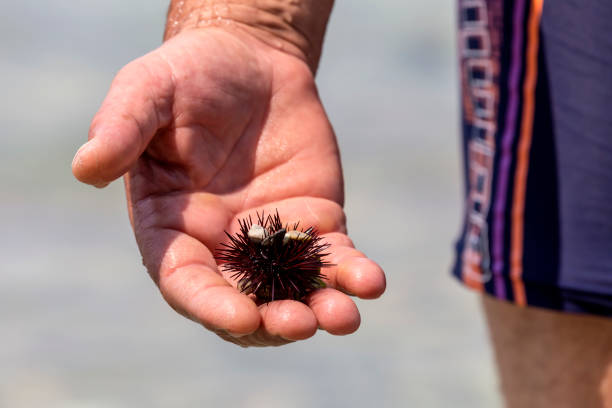 istock Sea urchins (Echinoidea) in a man's hand close-up 2132610984
