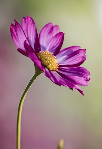 A  close up shot of a vibrant purple flower in full bloom against a soft, blurred background.