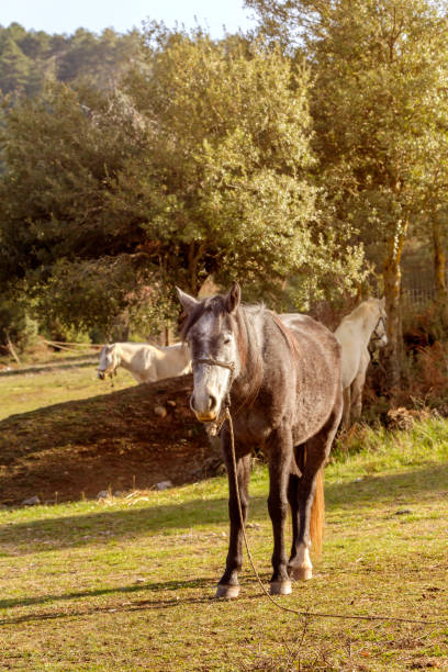 istock Herd of horses grazing on a mountain meadow (Greece, Peloponnese). 2132614632