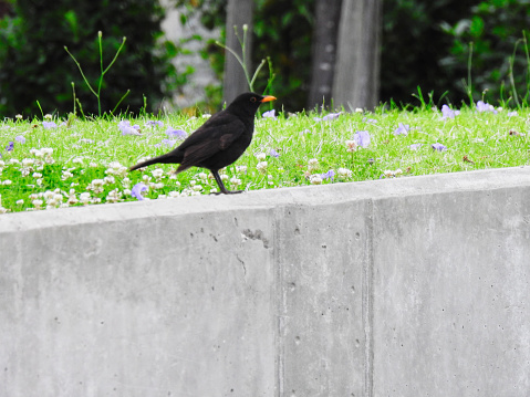 Photo of a black bird on a wall.