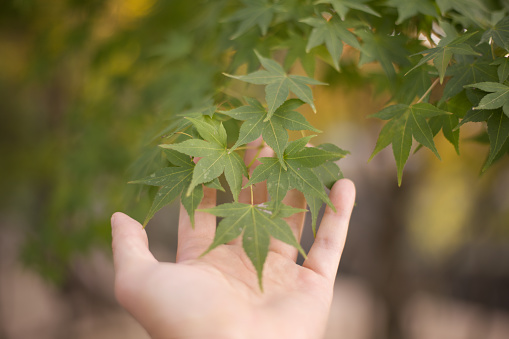 I touch the japanese maple.