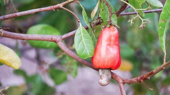 Flawed cashew nut with scars and marks which were caused by disease