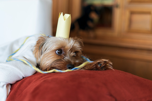 Yorkshire Terrier with a birthday candle on a red pillow.