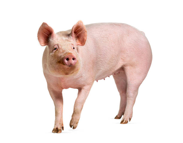 Side view of a Domestic pig, isolated on white