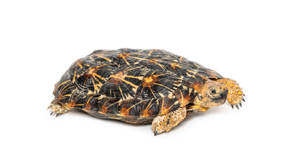 istock Flat-shelled pancake tortoise, Malacochersus tornieri, isolated on white 2132644400